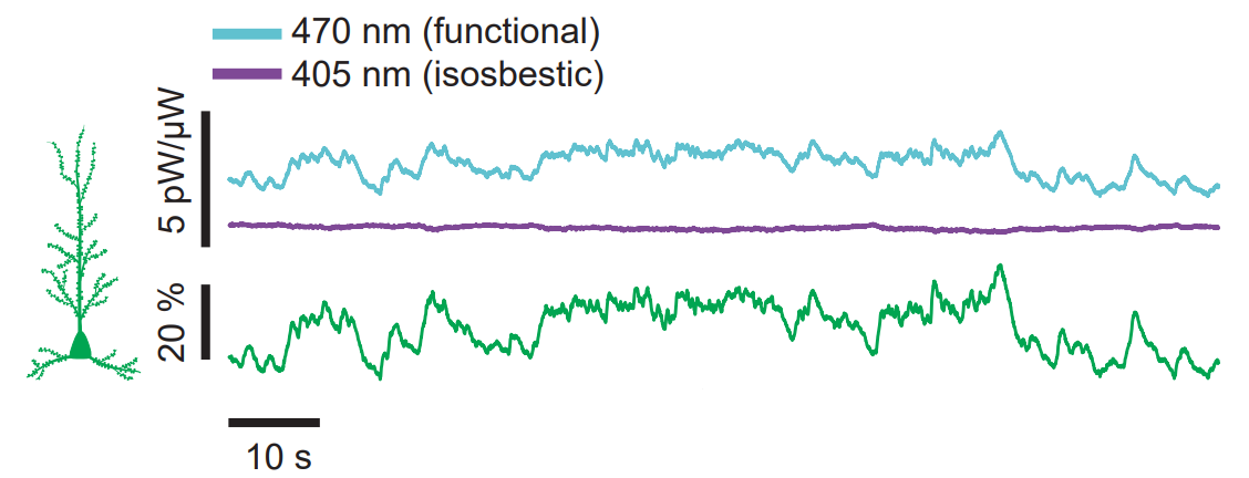 Fused Fiber Photometry of Genetically Encoded Calcium Indicator in vivo